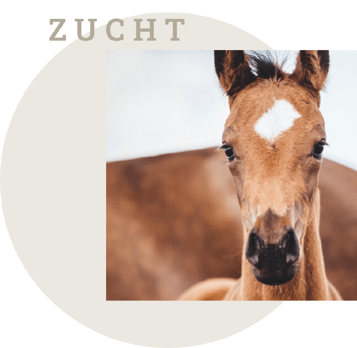 einsatzgebiet zucht banner derby